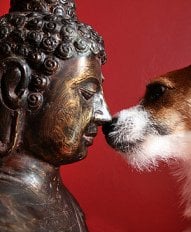 Buddha and the dog