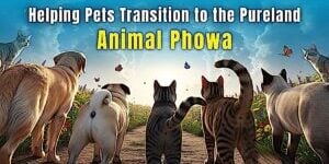 Animal PhowaBuddha-Weekly