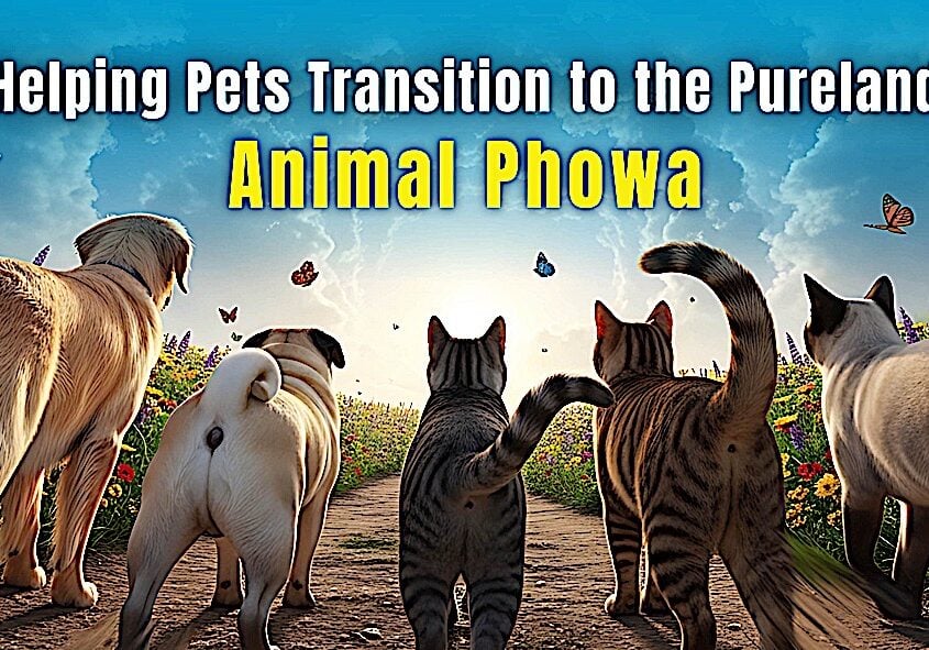 Animal PhowaBuddha-Weekly