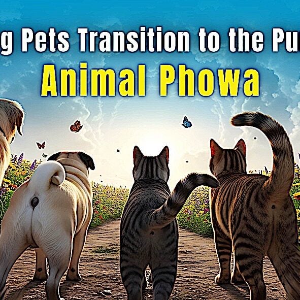 Animal PhowaBuddha-Weekly