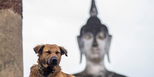 Buddha Weekly Dog sitting in front of a Buddha Statue Tailand Buddhism custom crop