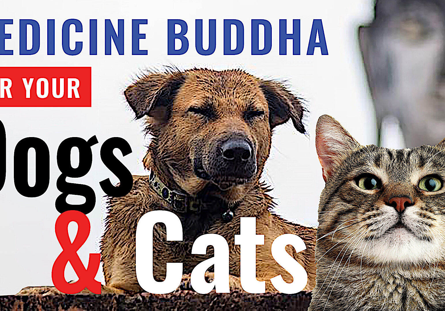 Video on Doggy and Kitty Buddha Dharma with insights with Venerable teachers.