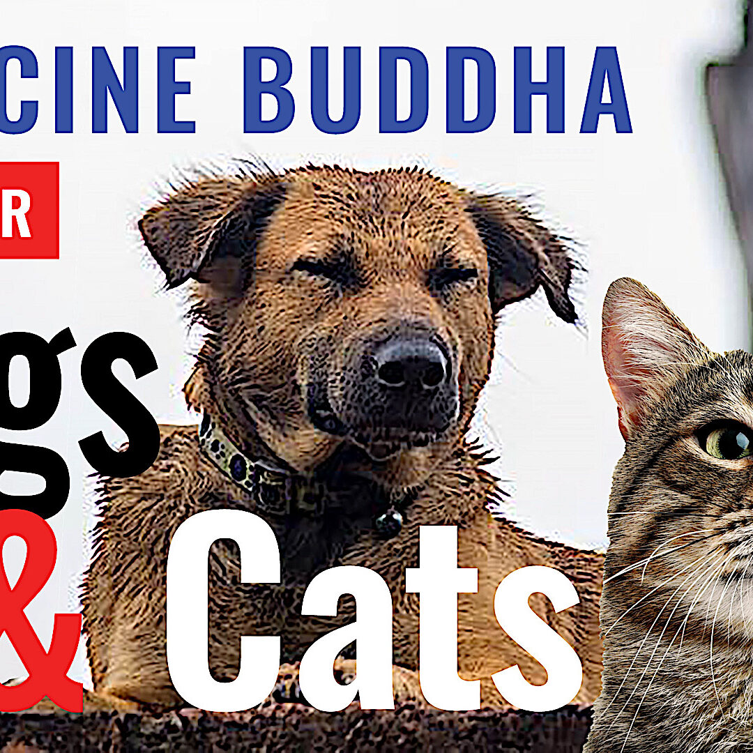 Video on Doggy and Kitty Buddha Dharma with insights with Venerable teachers.