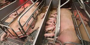 Buddha Weekly Forced breeding and caging pig farm Buddhism custom crop