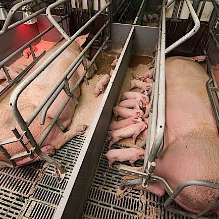 buddha-weekly-forced-breeding-and-caging-pig-farm-buddhism Restricted movement caging used for "efficiency".