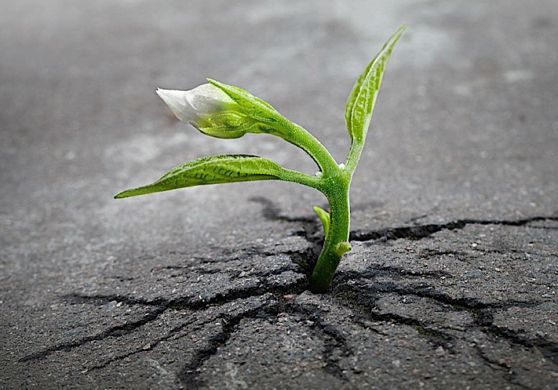 Buddha-Weekly-Growing the cracks of addiction-Buddhism