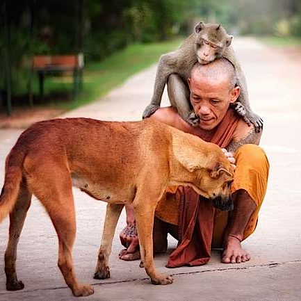 Buddha-Weekly-Monk with dog and monkey friend shows compassion kindness-Buddhism A Buddhist monk shares a tender moment with a dog and monkey.