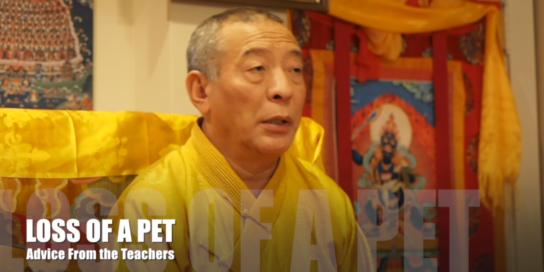 Zasep Tulku Rinpoche answers student how to deal with loss of pet Buddha Weekly