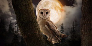 full moon 202074123 custom crop
