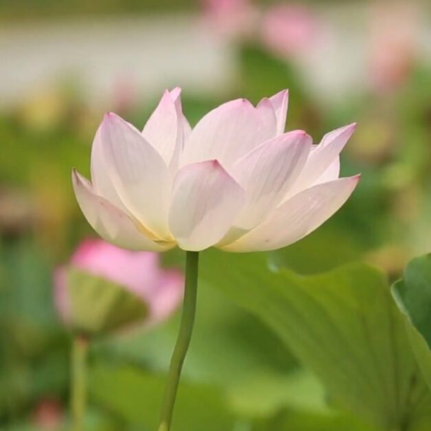 lotus-flower-purified
