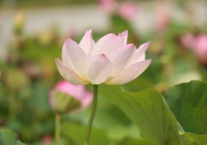 lotus-flower-purified