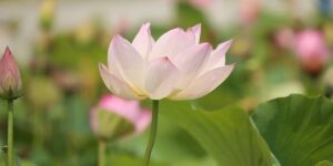 lotus flower purified custom crop