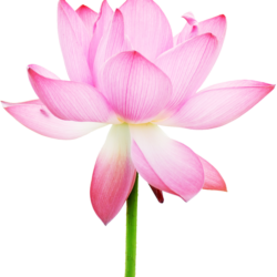 Lee-Clark-buddha-weekly-5